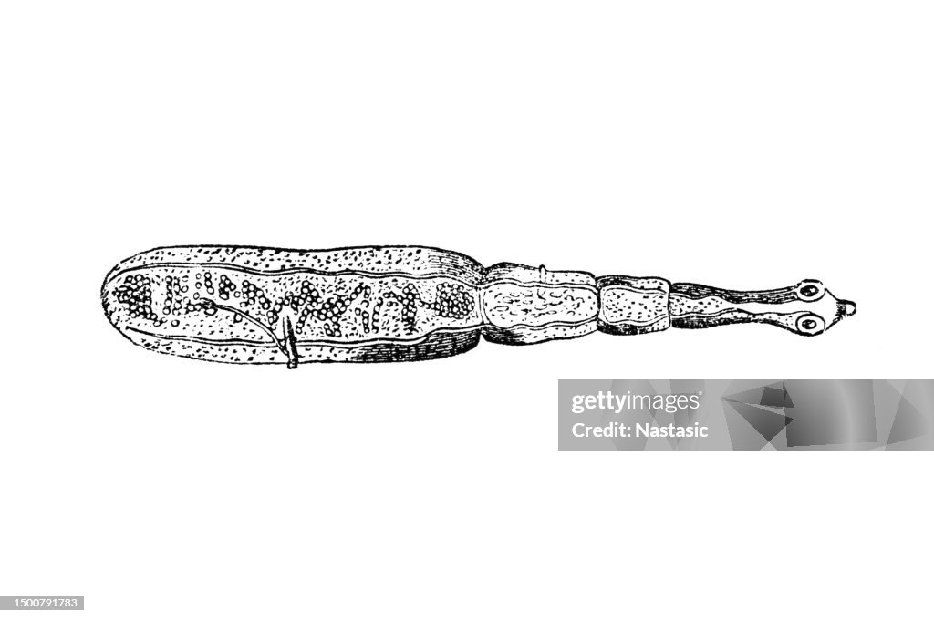 Taenia Echinococcus