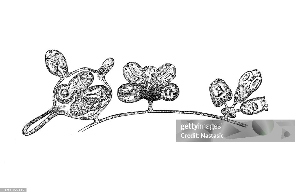 Closed and burst brood capsules of Echinococcus