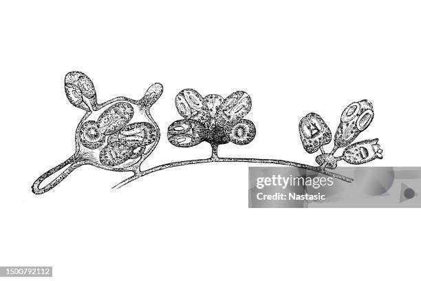 closed and burst brood capsules of echinococcus - flatworm stock illustrations
