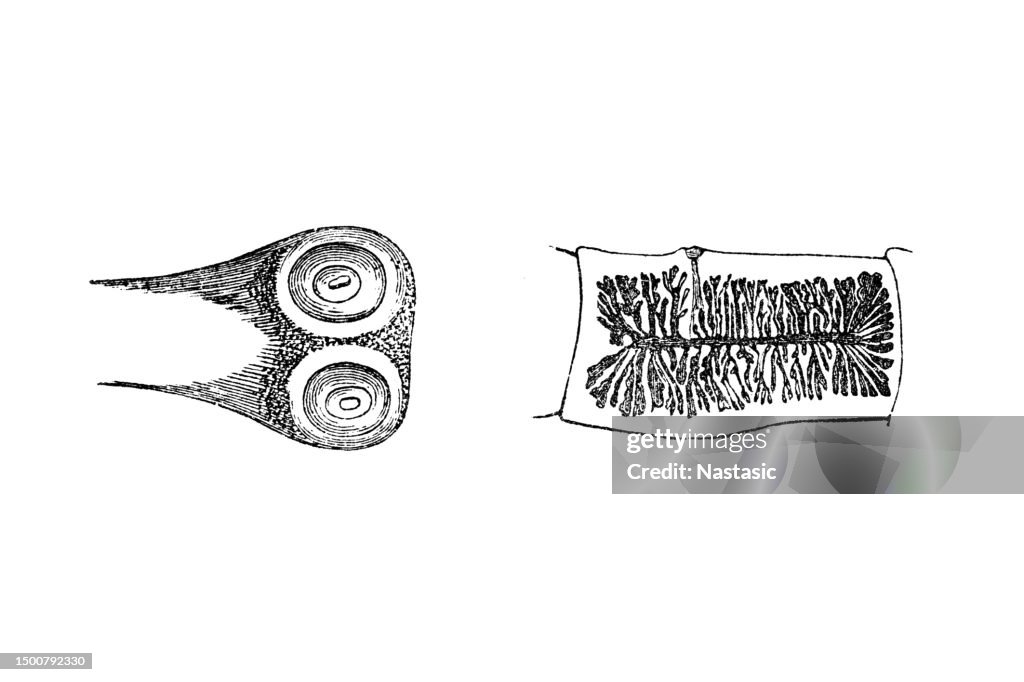 Head and limb of Taenia mediocanellata