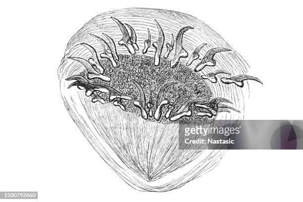 cysticercus hooked wreath - taenia saginata stock illustrations