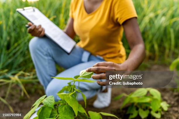 female scientist examining plants - examining lawn stock pictures, royalty-free photos & images