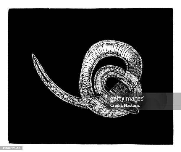 stockillustraties, clipart, cartoons en iconen met muscular trichinella - nematode worm