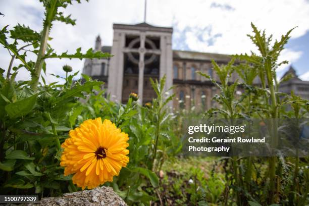 belfast cathedral - empty church stock pictures, royalty-free photos & images