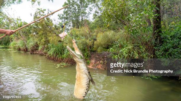 jumping crocodile, darwin, australia. - north queensland stock pictures, royalty-free photos & images
