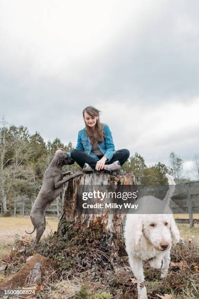 young woman with putty playing outdoor. cheerful owner and small mountain dog have fun on field against village landscape. walking with pet. - zecca bruna del cane foto e immagini stock