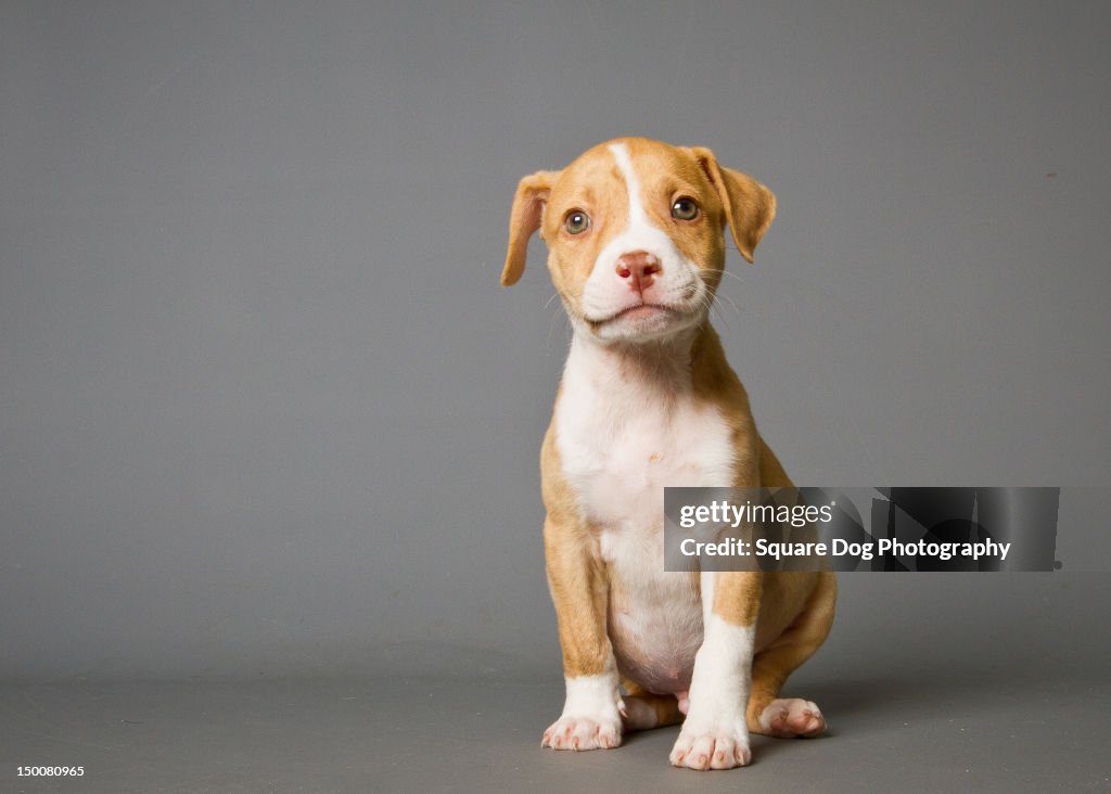 Pit-bull puppy