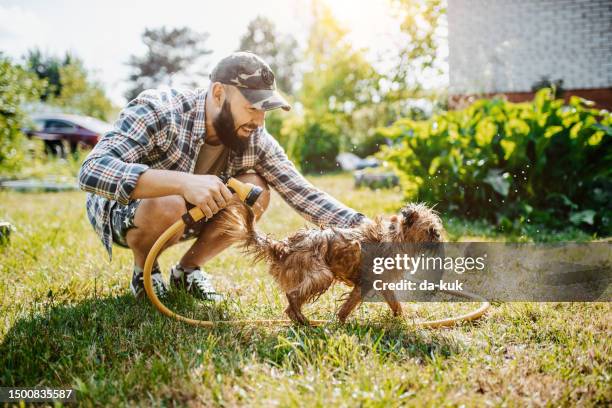 man having fun with his dog and hose in the garden - griffon bruxellois stock pictures, royalty-free photos & images