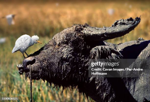 a curious cattle egret on the nose of a muddy water buffalo - cattle egret fotografías e imágenes de stock