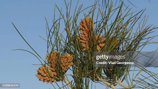 pine cone style - pinetree garden seeds stock pictures, royalty-free photos & images