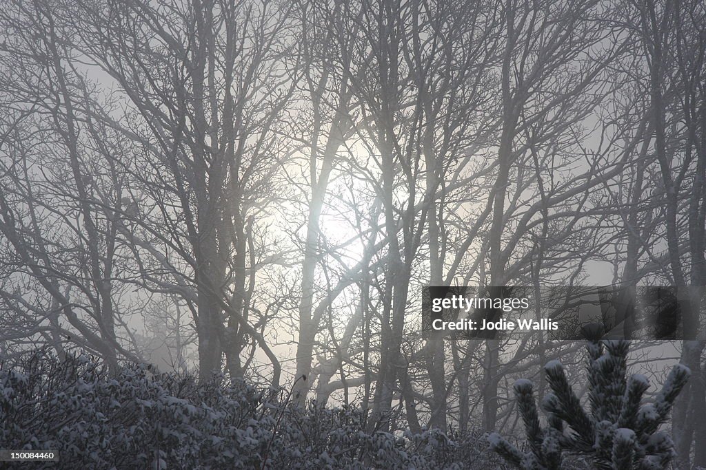 Morning cloud and snowy trees