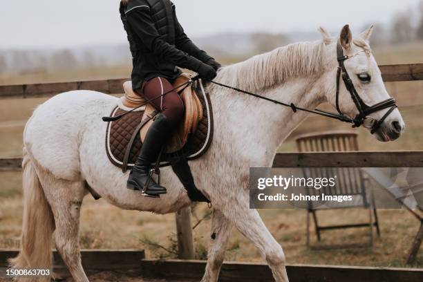 low section of woman riding horse - paddock stock pictures, royalty-free photos & images