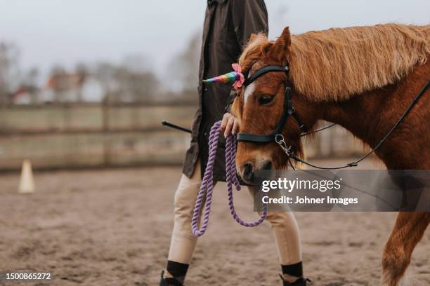 mid section of woman leading pony on paddock - england sweden stock pictures, royalty-free photos & images