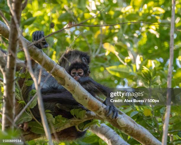 low angle view of spider monkey mom and son on tree,coba,quintana roo,mexico - spider monkey stock pictures, royalty-free photos & images