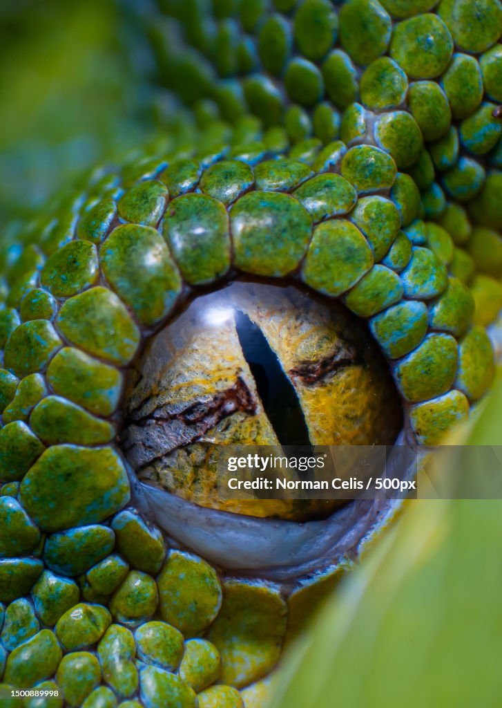 A green eye of Morelia viridis,Philippines
