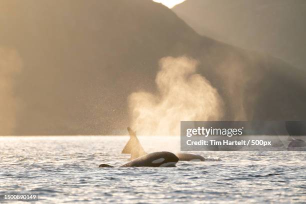 silhouette of whales,skjervoy,tromso,norway - tromsö stock-fotos und bilder