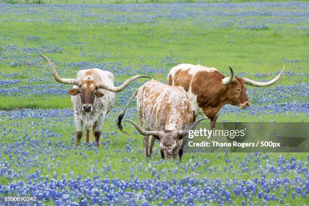 longhorns in the bluebonnets field,ennis,texas,united states,usa - longhorn ストックフォトと画像