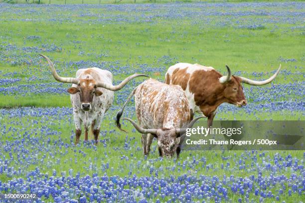 longhorns in the bluebonnets field,ennis,texas,united states,usa - texas longhorn stock pictures, royalty-free photos & images