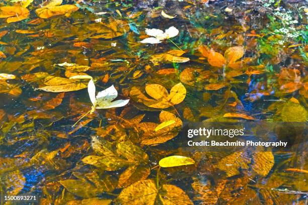 dried leaves floating in pond water - sibu river stock pictures, royalty-free photos & images