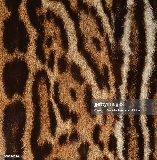 closeup of jaguar texture,rome,italy - gepardenfell stock-fotos und bilder