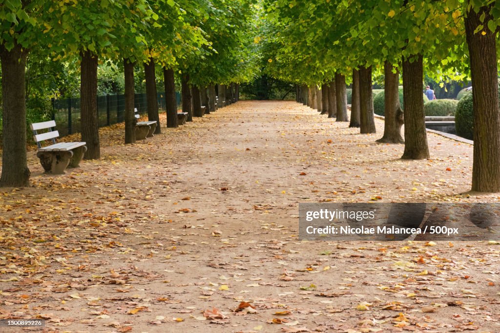 Low angle view of no people pathway alley covered by foliage trees in autumn park