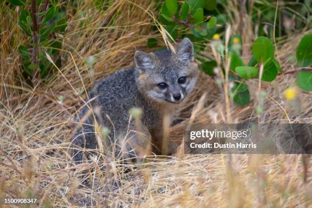 channel islands fox pup - endangered species california stock pictures, royalty-free photos & images