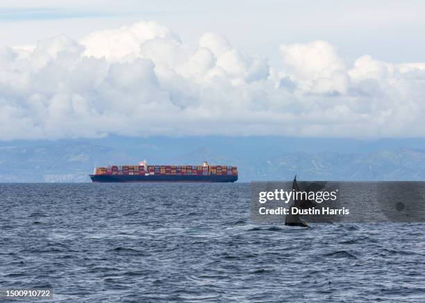 humpback whale dives in front of ship - an american tail stock pictures, royalty-free photos & images