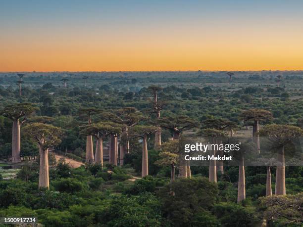 the avenue of the baobabs, morondava, madagascar - madagáscar imagens e fotografias de stock