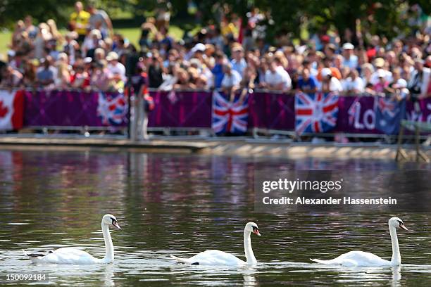 Swans are pictured during the Men's Marathon 10km swim on Day 14 of the London 2012 Olympic Games at Hyde Park on August 10, 2012 in London, England.