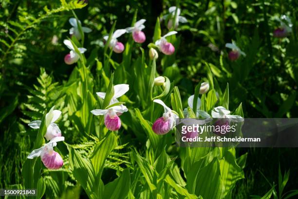 showy lady's slipper cluster - fuchsia orchids stock pictures, royalty-free photos & images