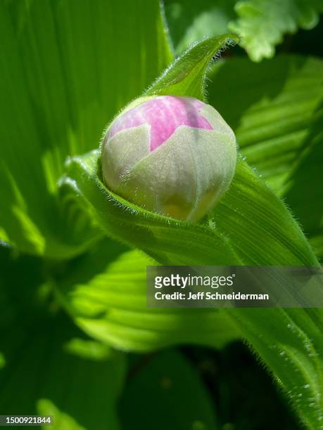 showy lady's slipper bud - fuchsia orchids stock pictures, royalty-free photos & images