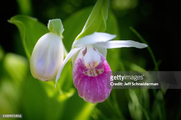 twin showy lady's slippers - fuchsia orchids stock pictures, royalty-free photos & images