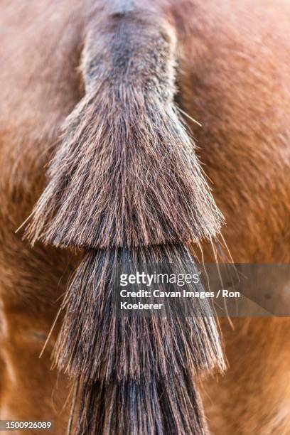 horse tail - koeberer stock pictures, royalty-free photos & images