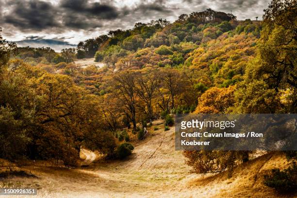 scenic view of oak woodlands of jack london state historic park - koeberer stock pictures, royalty-free photos & images