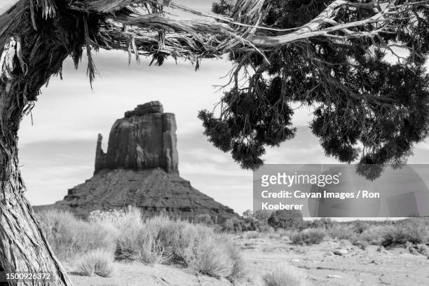 a sandstone butte and a juniper tree in monumant valley - koeberer stock pictures, royalty-free photos & images