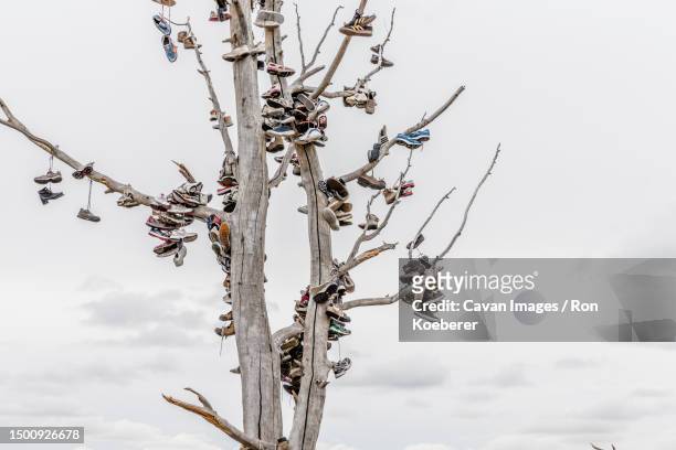 discarded shoes in a tree - koeberer stock pictures, royalty-free photos & images
