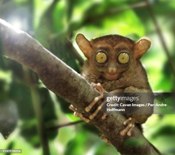 tarsier - chocolate hills - tarsier imagens e fotografias de stock