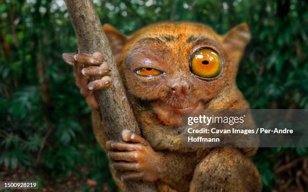 tarsier looking at camera, corella, bohol, philippines - blinking stock pictures, royalty-free photos & images