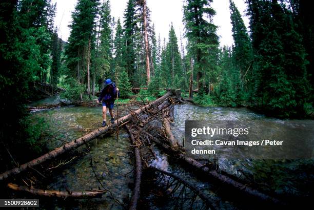 woman crosses a stream on a fallen tree, aspen, colorado - aspen tree photos et images de collection