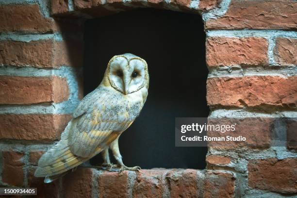 common barn owl ( tyto albahead ) close up - city birds eye stock pictures, royalty-free photos & images