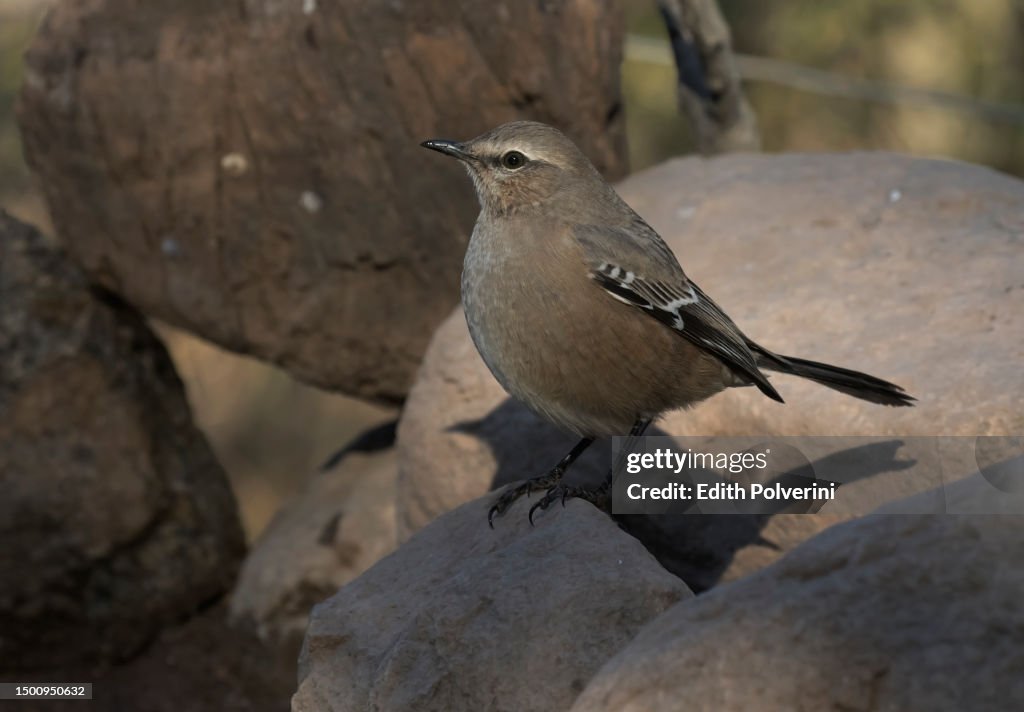 Patagonian Mockingbird
