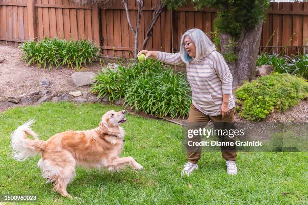 healthy woman silver hair playing with golden retriever - old golden retriever stock pictures, royalty-free photos & images