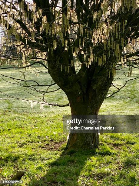 beautiful birch tree in bright early morning spring sunlight with sheep wool on branches, silhouette of tree with catkins in fresh green field in hay on wye in england in april 2023 - alder tree stock pictures, royalty-free photos & images