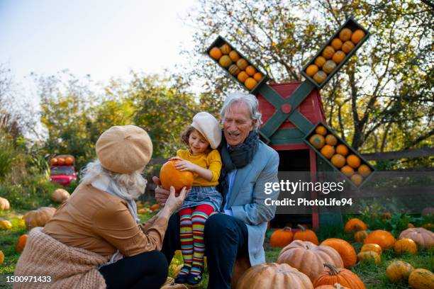 grands-parents et petite-fille cueillant des citrouilles dans une ferme d’automne - octobre photos et images de collection