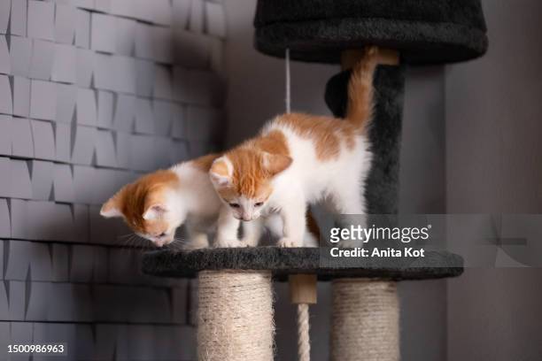 two kittens on a scratching post - cats playing stockfoto's en -beelden