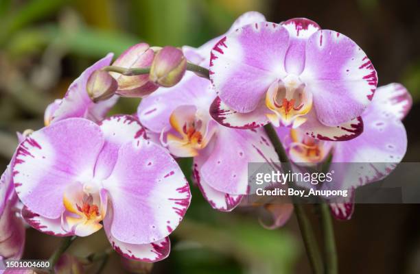 beautiful magenta orchids flowers grow in botanic garden. - fuchsia orchids stock pictures, royalty-free photos & images