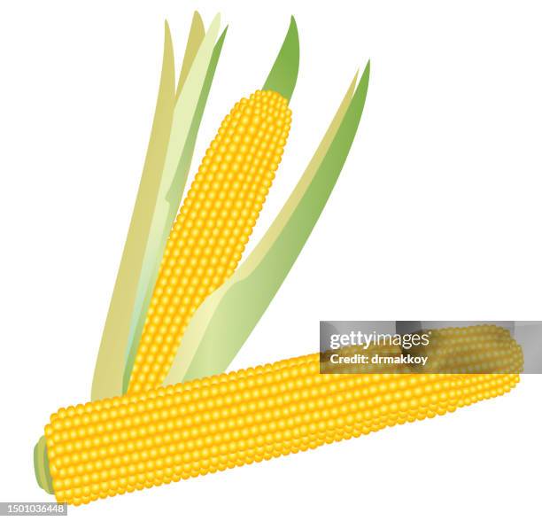 corn cobs and corn - corn kernels white background stock illustrations