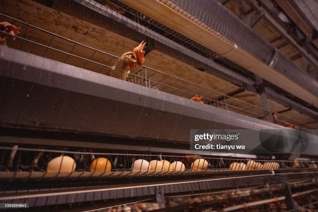Intelligent Breeding Farm For Laying Hens High-Res Stock Photo - Getty ...