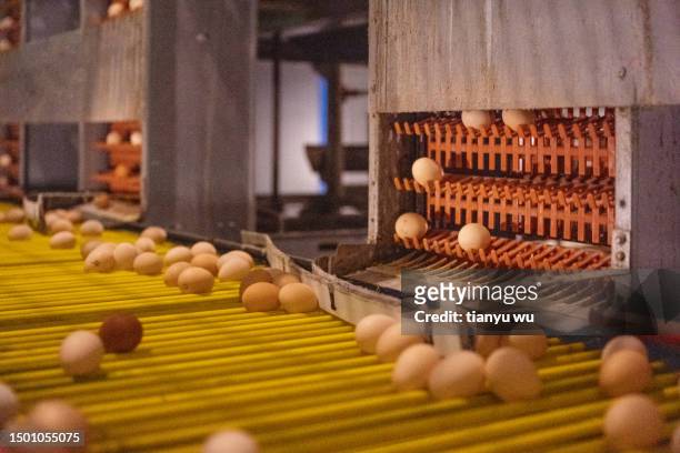 automated egg picking assembly line for modern smart agricultural egg hen farms - hatchery stock pictures, royalty-free photos & images