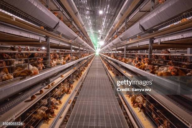 smart agricultural egg chicken intelligent farm - triage system stock pictures, royalty-free photos & images